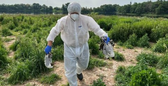 Dėmesio! Paukščių gripas įsisuko Žuvėdrų saloje: gyventojų prašoma nesilankyti aplinkinėse...