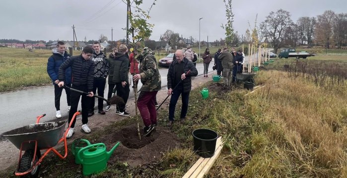 Paluknyje žaliuos 14 trakinių klevų