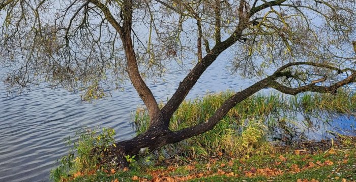 Trakuose medžiai tvarkomi pagal ekspertų išvadas  