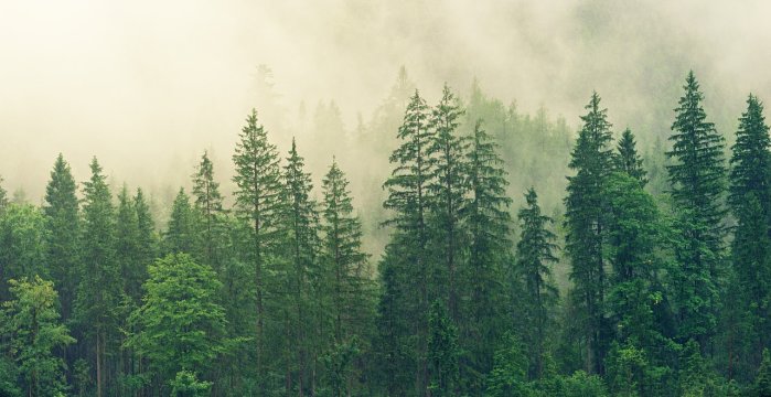 Pranešimas apie rengiamą Arakalnio (vadinamo Rėkalniu), vidinės miškotvarkos projektą Trakų mieste