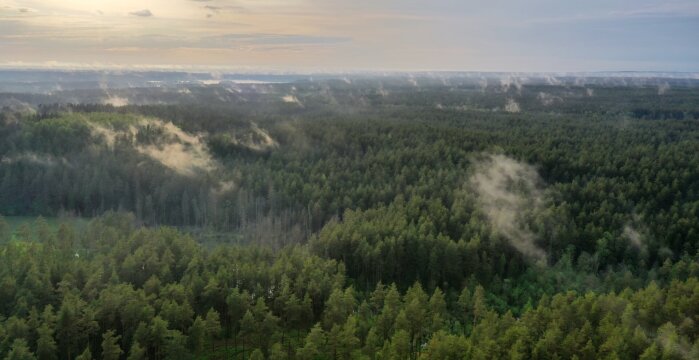 Miškų gaisringumas šalyje siekia aukščiausią lygį – miškininkai prašo miške poilsiauti atsakingai