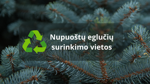 Informacija apie kalėdinių eglučių surinkimą